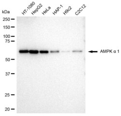 Invitrogen AMPK alpha-1 Recombinant Rabbit Monoclonal Antibody (23GB2685),