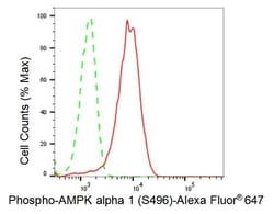 Invitrogen Phospho-AMPK alpha-1 (Ser496) Recombinant Rabbit Monoclonal