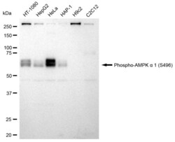 Invitrogen Phospho-AMPK alpha-1 (Ser496) Recombinant Rabbit Monoclonal