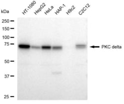 Invitrogen PKC delta Recombinant Rabbit Monoclonal Antibody (23GB2410),