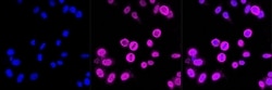 Invitrogen&trade;&nbsp;PRMT7 Recombinant Rabbit Monoclonal Antibody (23GB2380)