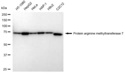 Invitrogen PRMT7 Recombinant Rabbit Monoclonal Antibody (23GB2380) 20 &mu;L | Buy Online | Invitrogen&trade; | Fisher Scientific