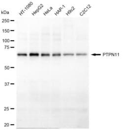 Invitrogen SHP2 Recombinant Rabbit Monoclonal Antibody (23GB2670), Invitrogen