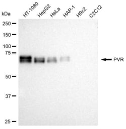 Invitrogen CD155 Recombinant Rabbit Monoclonal Antibody (23GB2575):Antibodies:Primary