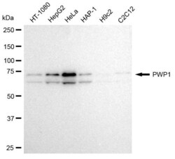 Invitrogen PWP1 Recombinant Rabbit Monoclonal Antibody (23GB2580), Invitrogen