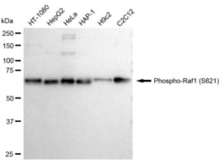 Invitrogen Phospho-c-Raf (Ser621) Recombinant Rabbit Monoclonal Antibody