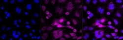 Invitrogen&trade;&nbsp;Phospho-RSK1 (Ser380) Recombinant Rabbit Monoclonal Antibody (23GB2425)