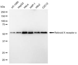 Invitrogen RXRA Recombinant Rabbit Monoclonal Antibody (23GB2815), Invitrogen 20 &mu;L | Buy Online | Invitrogen&trade; | Fisher Scientific