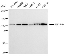Invitrogen SEC24D Recombinant Rabbit Monoclonal Antibody (23GB2510), Invitrogen
