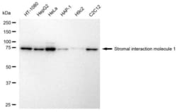 Invitrogen STIM1 Recombinant Rabbit Monoclonal Antibody (23GB2415), Invitrogen
