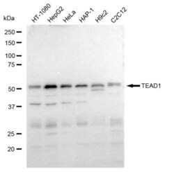 Invitrogen TEF1 Recombinant Rabbit Monoclonal Antibody (23GB2795), Invitrogen