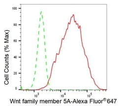 Invitrogen WNT5A Recombinant Rabbit Monoclonal Antibody (23GB2400):Antibodies:Primary