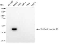 Invitrogen WNT5A Recombinant Rabbit Monoclonal Antibody (23GB2400):Antibodies:Primary