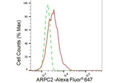 Invitrogen ARPC2 Recombinant Rabbit Monoclonal Antibody (23GB2985), Invitrogen