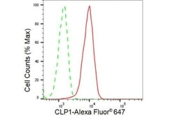 HEAB Recombinant Rabbit Monoclonal Antibody (23GB3085), Invitrogen:Antibodies,
