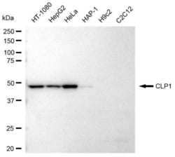 HEAB Recombinant Rabbit Monoclonal Antibody (23GB3085), Invitrogen:Antibodies,