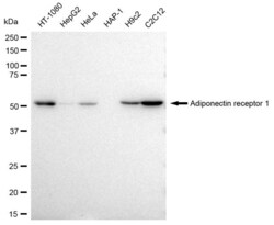 Invitrogen Adiponectin Receptor 1 Recombinant Rabbit Monoclonal Antibody