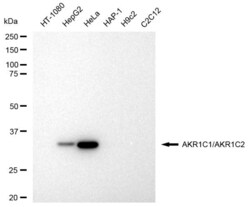 Invitrogen AKR1C1/AKR1C2 Recombinant Rabbit Monoclonal Antibody (23GB3175),