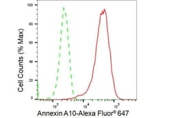 Invitrogen Annexin A10 Recombinant Rabbit Monoclonal Antibody (23GB3215),
