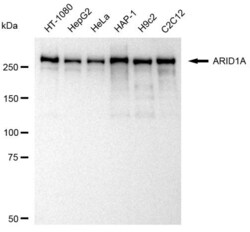 Invitrogen ARID1A Recombinant Rabbit Monoclonal Antibody (23GB3230), Invitrogen
