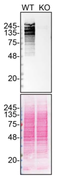 Invitrogen ARID1A Recombinant Rabbit Monoclonal Antibody (23GB3230), Invitrogen 20 &mu;L | Buy Online | Invitrogen&trade; | Fisher Scientific