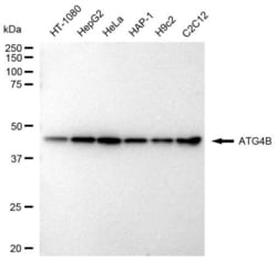 Invitrogen ATG4B Recombinant Rabbit Monoclonal Antibody (23GB3240), Invitrogen