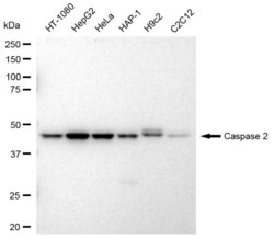 Invitrogen Caspase 2 Recombinant Rabbit Monoclonal Antibody (23GB3305) 20 &mu;L | Buy Online | Invitrogen&trade; | Fisher Scientific