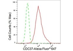 Invitrogen Cdc37 Recombinant Rabbit Monoclonal Antibody (23GB3440), Invitrogen