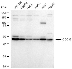 Invitrogen Cdc37 Recombinant Rabbit Monoclonal Antibody (23GB3440), Invitrogen