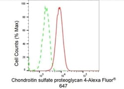 Invitrogen NG2 Recombinant Rabbit Monoclonal Antibody (23GB3470), Invitrogen