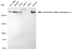 Invitrogen NG2 Recombinant Rabbit Monoclonal Antibody (23GB3470), Invitrogen
