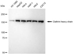 Invitrogen Clathrin Heavy Chain Recombinant Rabbit Monoclonal Antibody