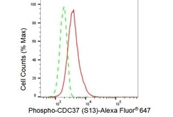 Invitrogen Phospho-CDC37 (Ser13) Recombinant Rabbit Monoclonal Antibody