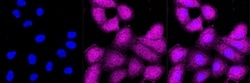 Invitrogen Phospho-CDC37 (Ser13) Recombinant Rabbit Monoclonal Antibody
