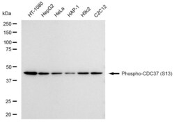 Invitrogen Phospho-CDC37 (Ser13) Recombinant Rabbit Monoclonal Antibody