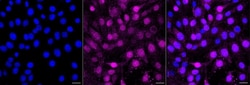 Invitrogen Phospho-CDK2 (Tyr15) Recombinant Rabbit Monoclonal Antibody (23GB3600) 20 &mu;L | Buy Online | Invitrogen&trade; | Fisher Scientific
