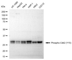 Invitrogen&trade;&nbsp;Phospho-CDK2 (Tyr15) Recombinant Rabbit Monoclonal Antibody (23GB3600)