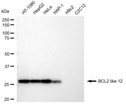 Invitrogen BCL2L12 Recombinant Rabbit Monoclonal Antibody (23GB3695), Invitrogen