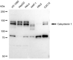 Invitrogen CLSTN1 Recombinant Rabbit Monoclonal Antibody (23GB3725), Invitrogen
