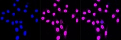 Invitrogen&trade;&nbsp;COPS3 Recombinant Rabbit Monoclonal Antibody (23GB3780)