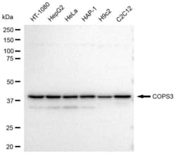 Invitrogen COPS3 Recombinant Rabbit Monoclonal Antibody (23GB3780) 20 &mu;L | Buy Online | Invitrogen&trade; | Fisher Scientific