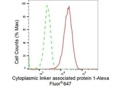 Invitrogen CLASP1 Recombinant Rabbit Monoclonal Antibody (23GB3810), Invitrogen
