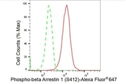 Invitrogen Phospho-beta Arrestin 1 (Ser412) Recombinant Rabbit Monoclonal