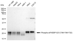 Invitrogen Phospho-4EBP1/2/3 (Thr46, Thr32) Recombinant Rabbit Monoclonal Antibody (23GB3850) 20 &mu;L | Buy Online | Invitrogen&trade; | Fisher Scientific