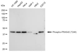 Invitrogen Phospho-PRAS40 (Thr246) Recombinant Rabbit Monoclonal Antibody