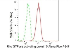 Invitrogen ARHGAP5 Recombinant Rabbit Monoclonal Antibody (23GB3860), Invitrogen