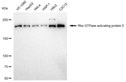 Invitrogen ARHGAP5 Recombinant Rabbit Monoclonal Antibody (23GB3860), Invitrogen