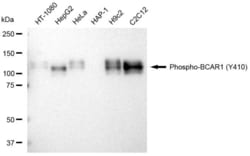 Invitrogen Phospho-p130Cas (Tyr410) Recombinant Rabbit Monoclonal Antibody