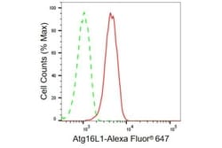 Invitrogen ATG16L1 Recombinant Rabbit Monoclonal Antibody (23GB665), Invitrogen