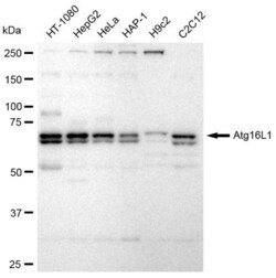 Invitrogen ATG16L1 Recombinant Rabbit Monoclonal Antibody (23GB665), Invitrogen